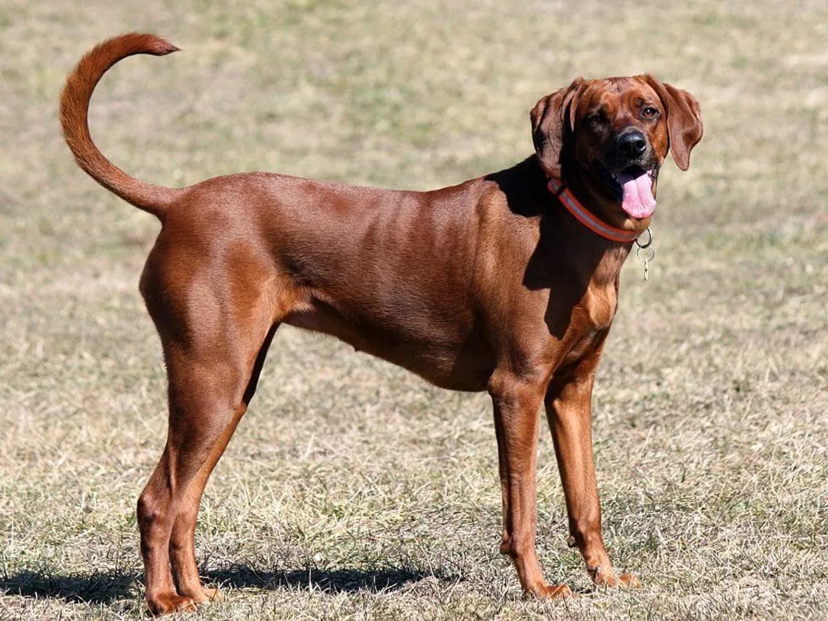 Coonhound
