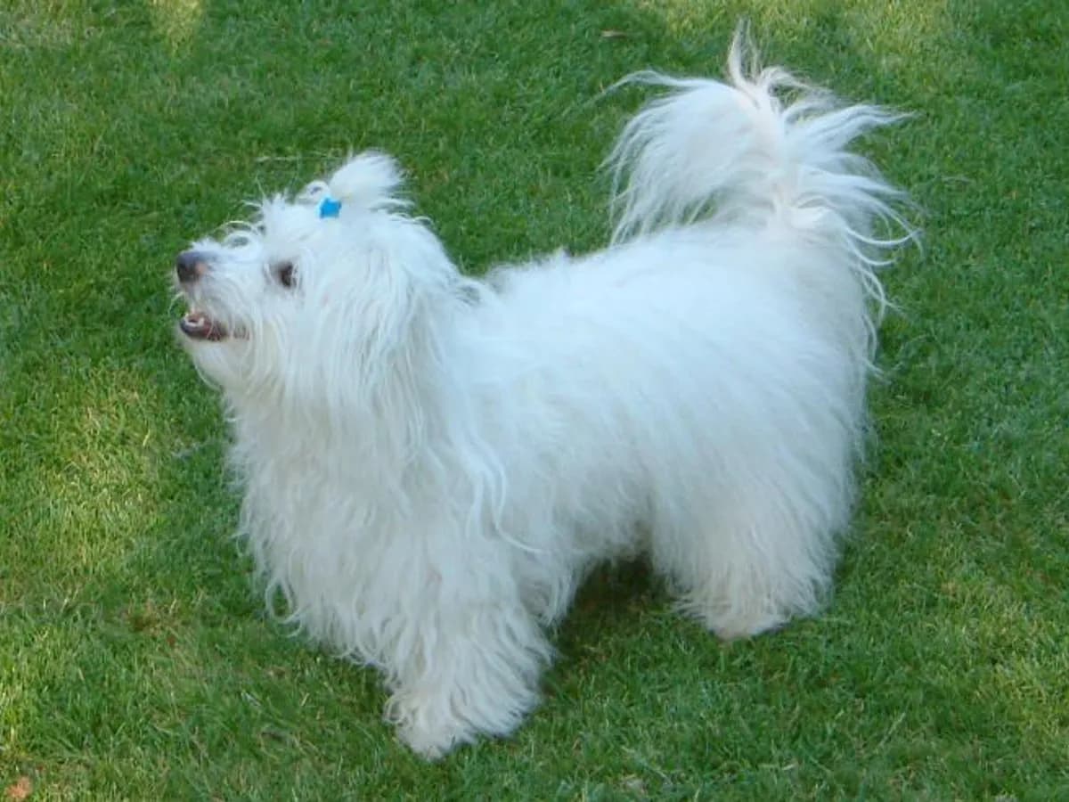 Coton de Tulear