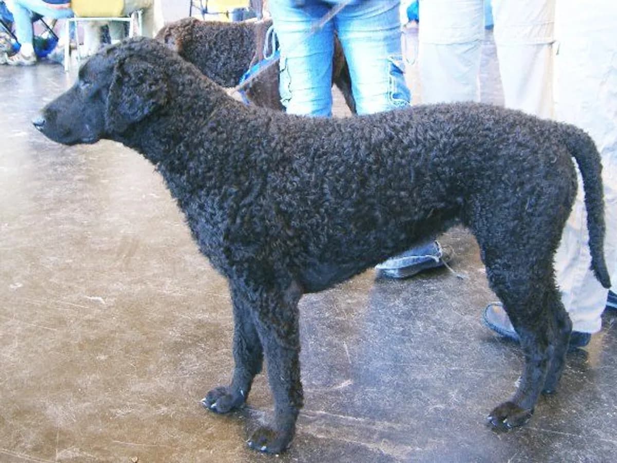 Curly Coated Retriever