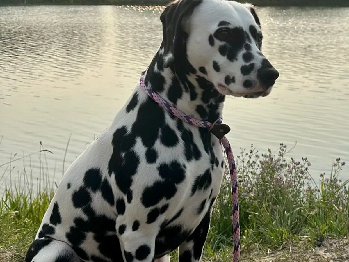 Dalmatian