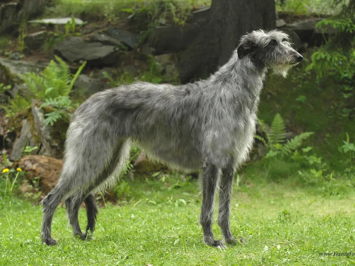 Deerhound