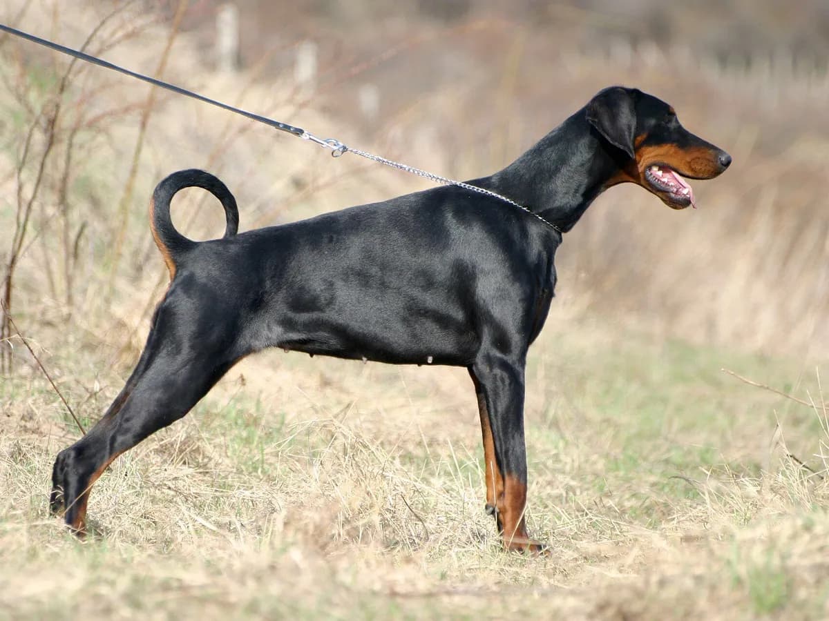 Dobermann