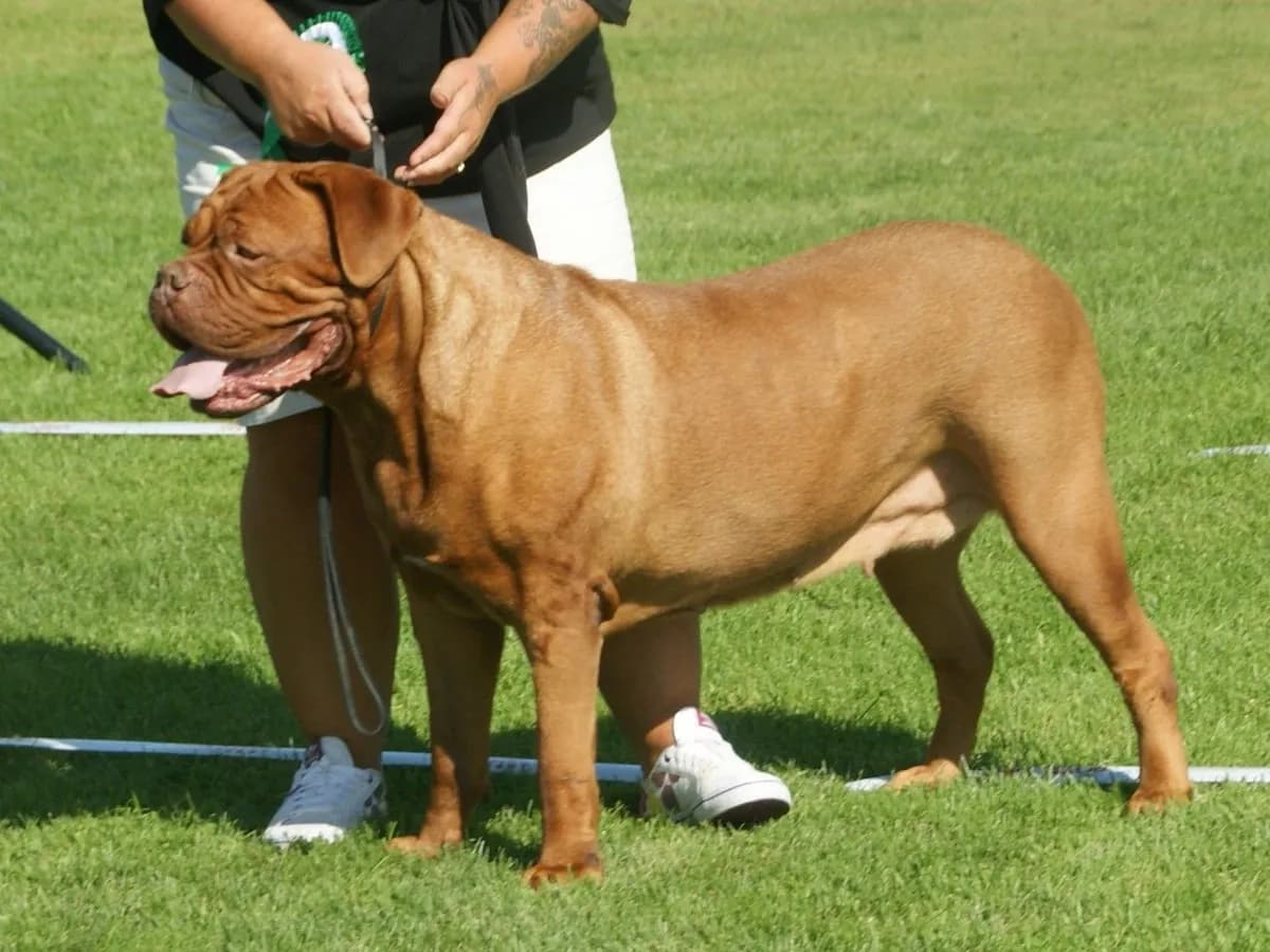 Dogue de Bordeaux