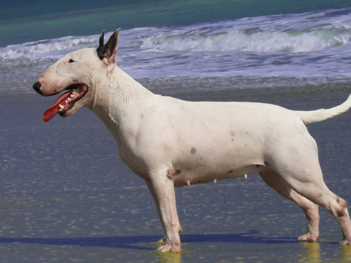 English Bull Terrier