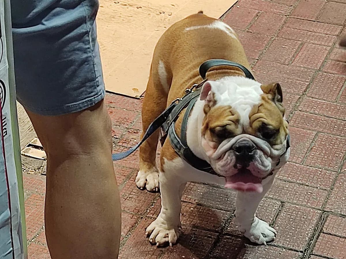 English Bulldog