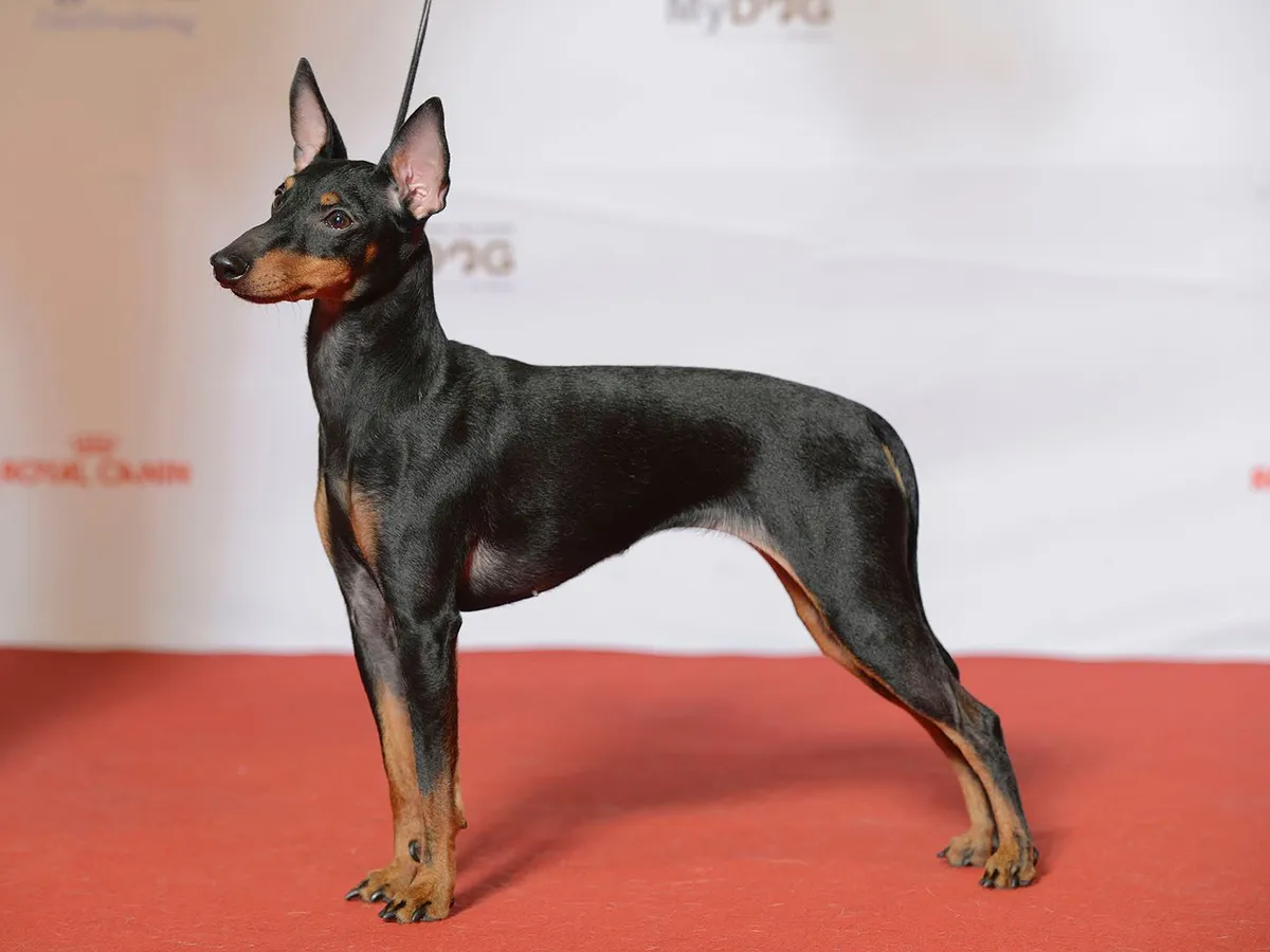 English Toy Terrier