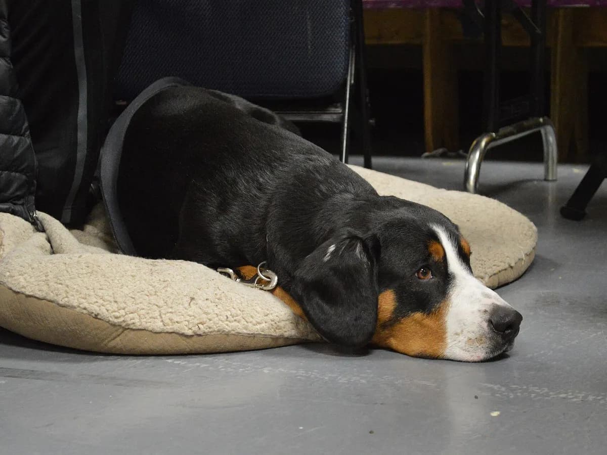 Entlebucher Mountain Dog