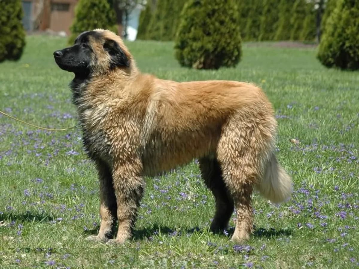 Estrela Mountain Dog