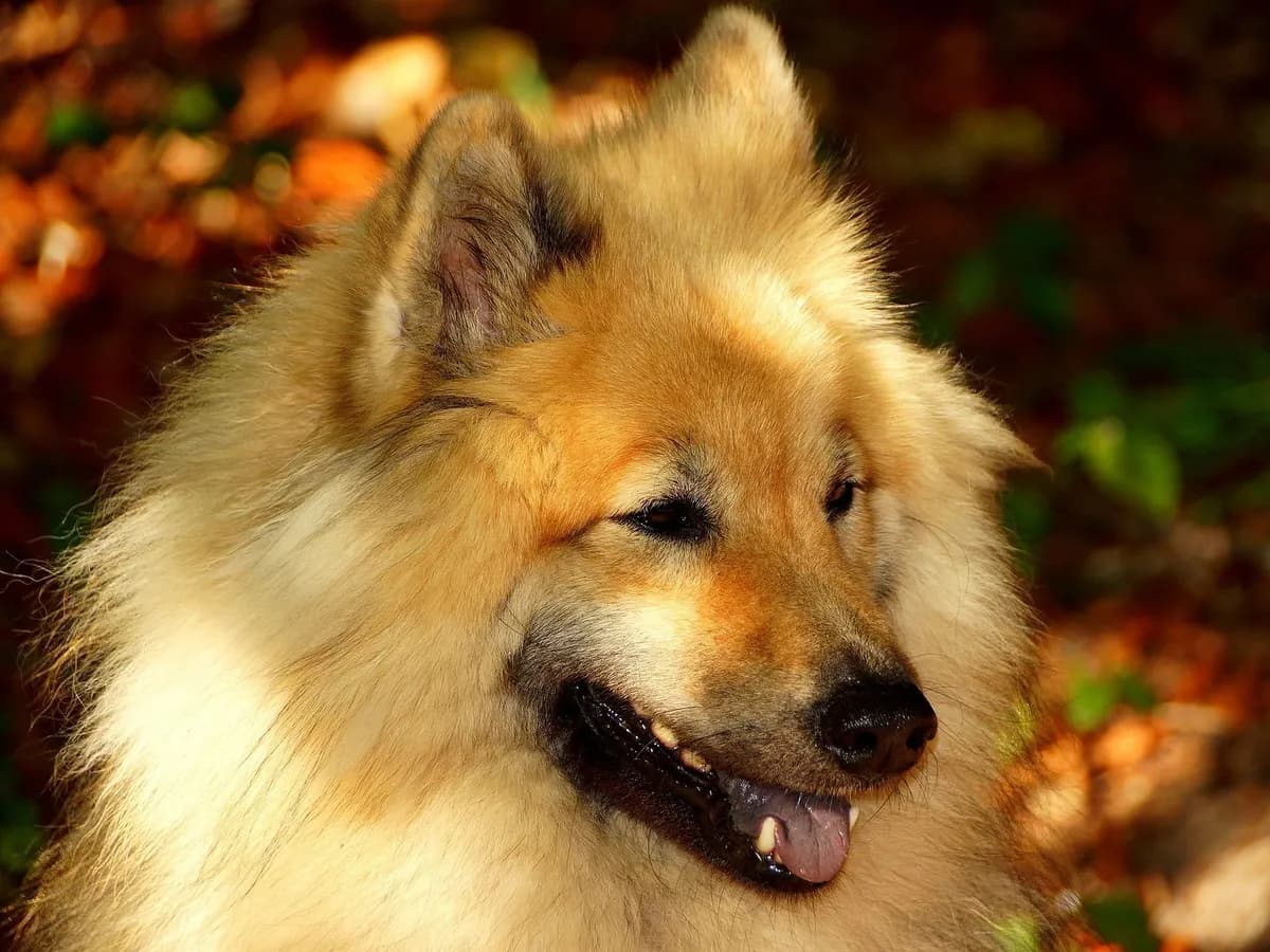 Eurasier