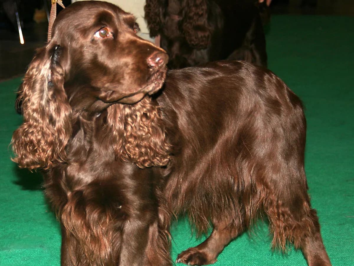 Field Spaniel