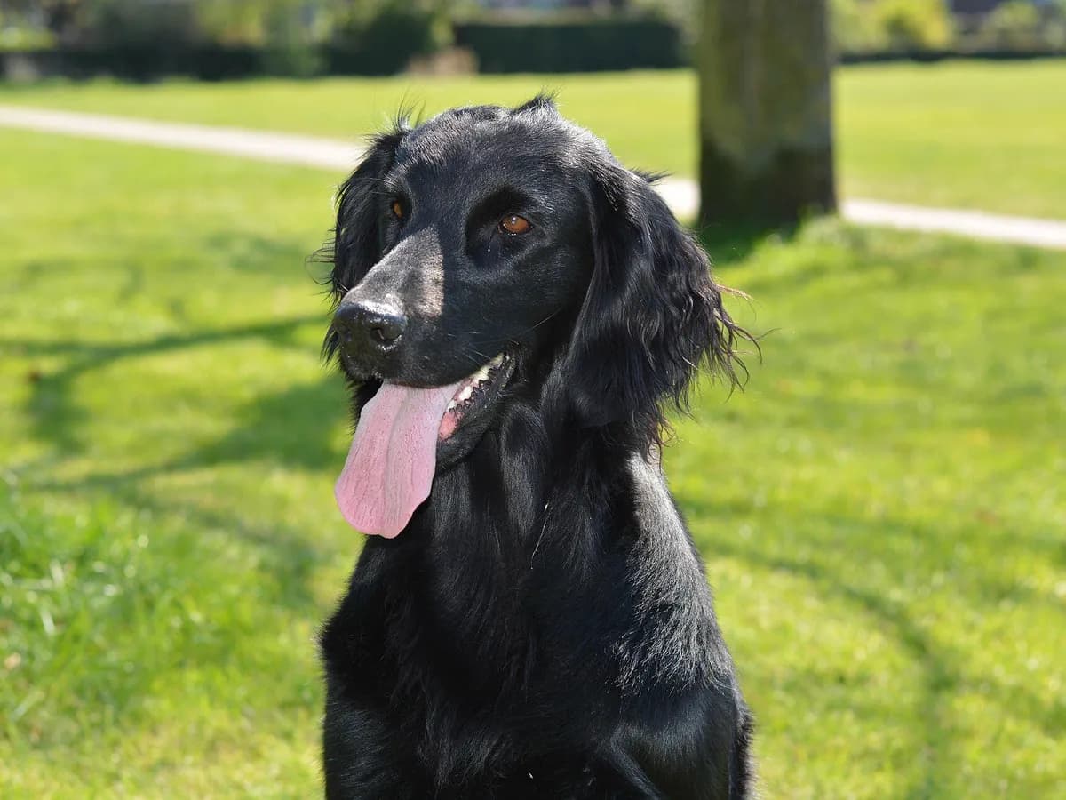 Flat coated Retriever