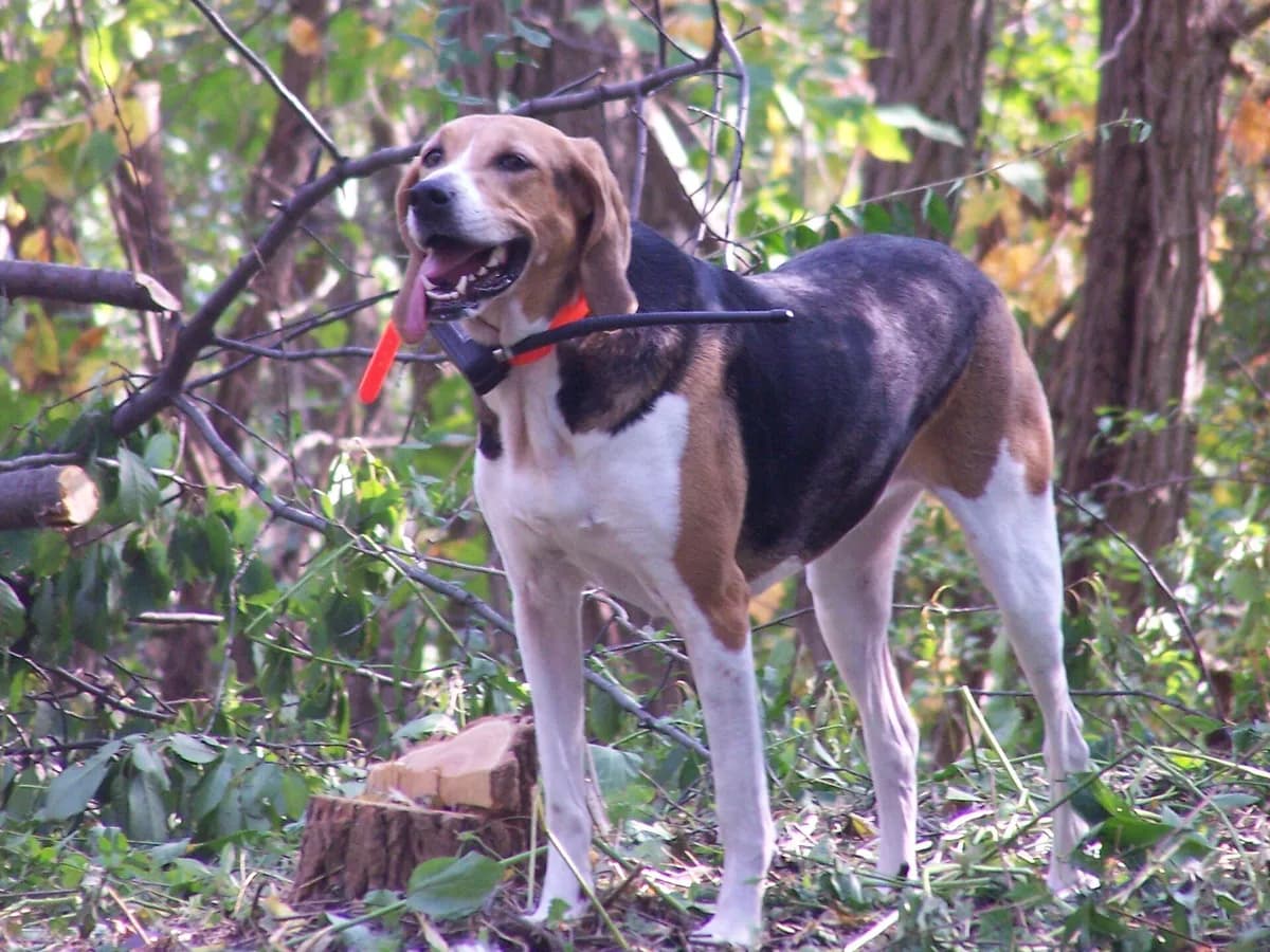 Foxhound