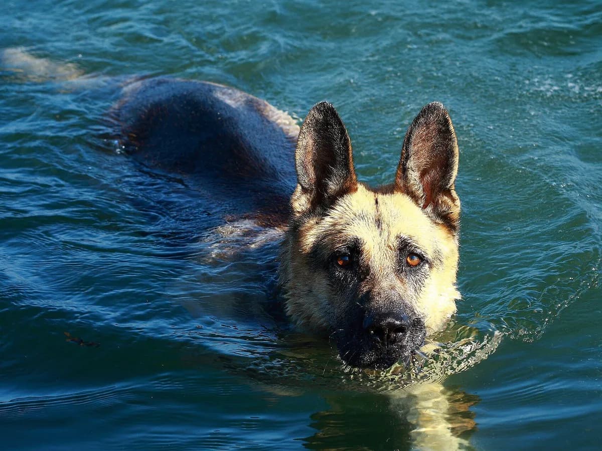 German Shepherd Dog