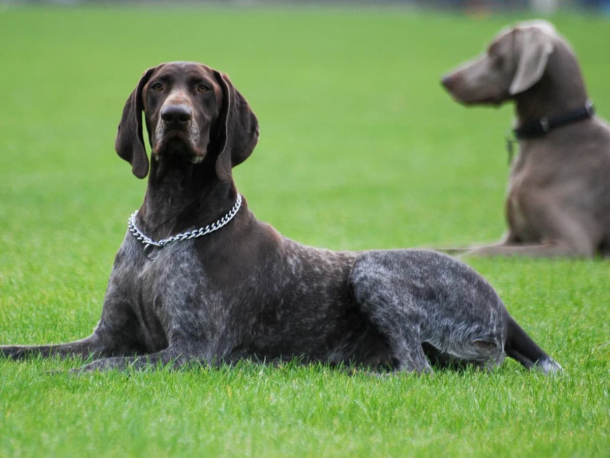 German Shorthaired Pointer