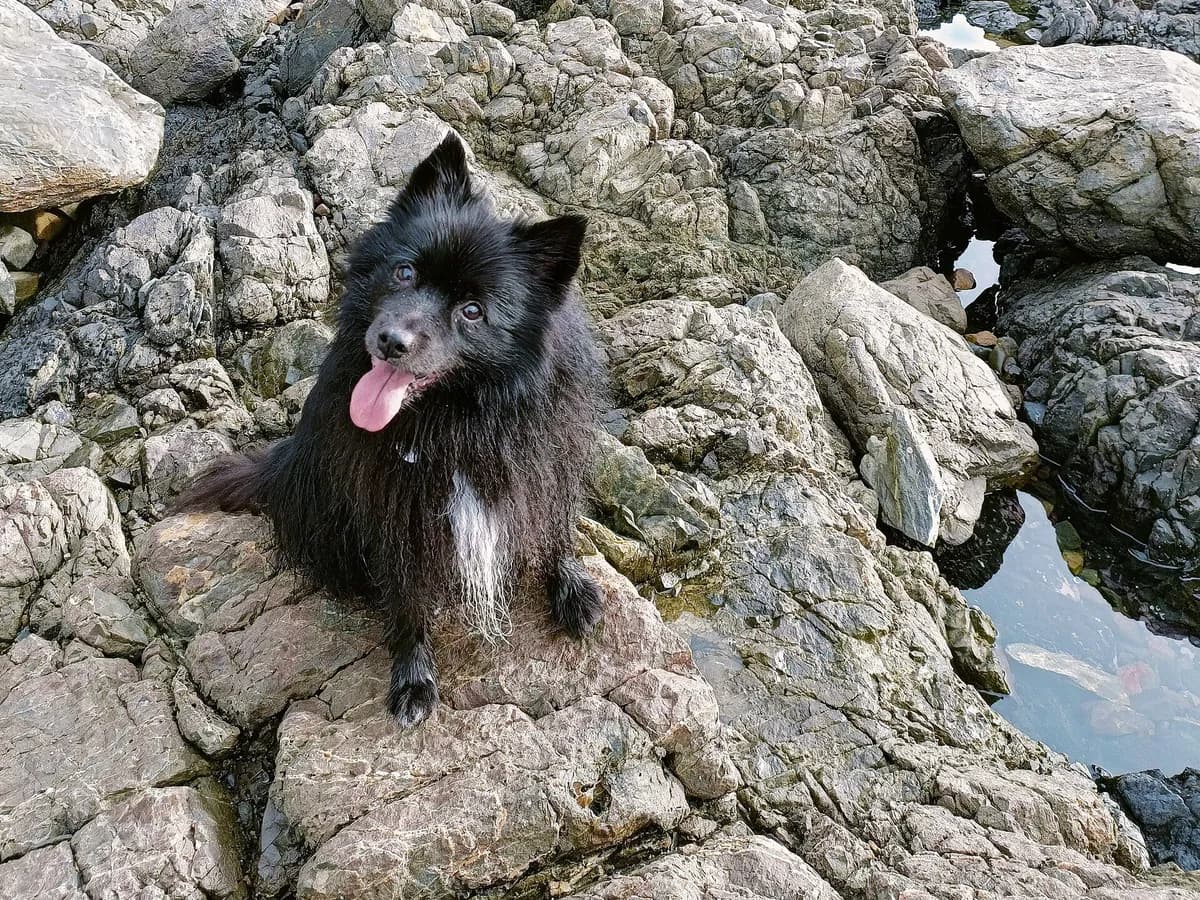 German Spitz