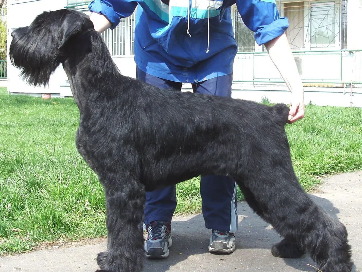 Giant Schnauzer