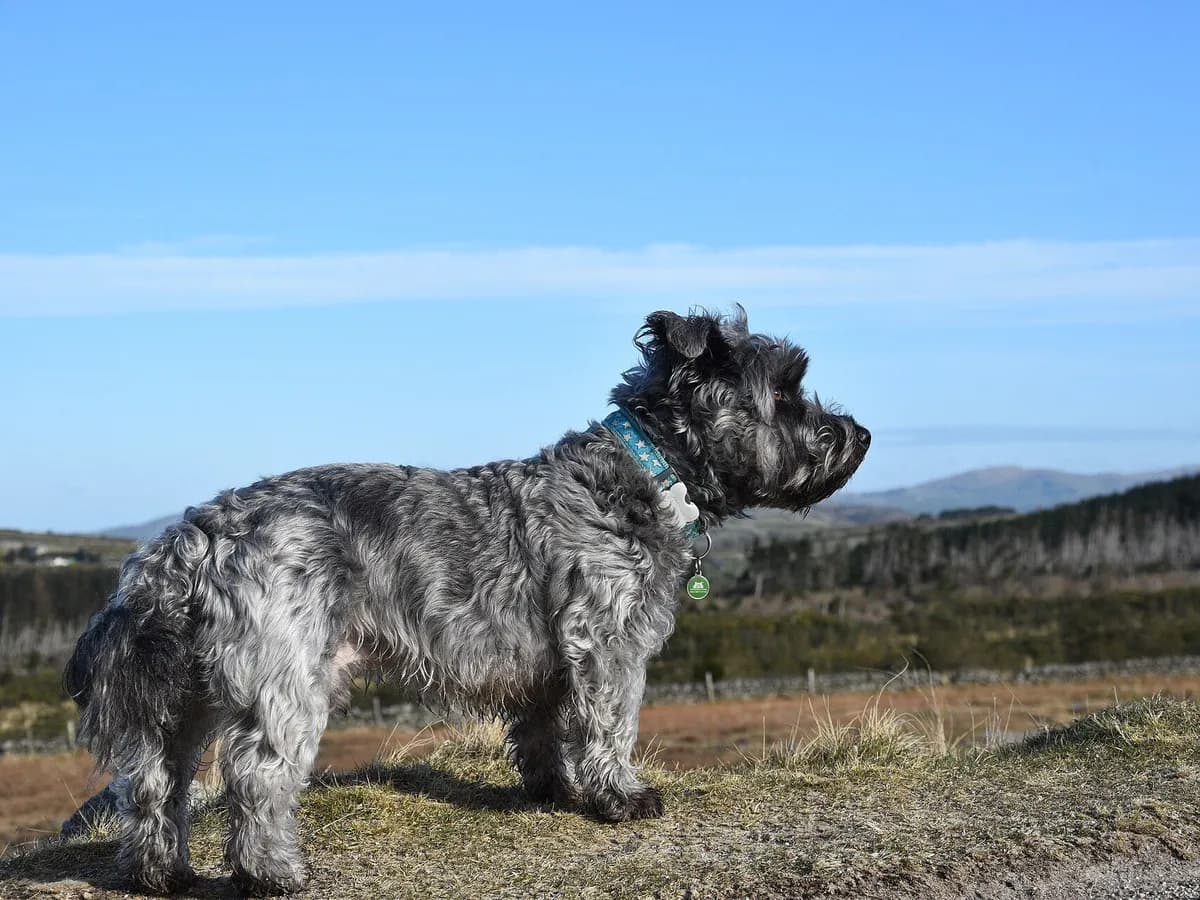 Glen of Imaal Terrier