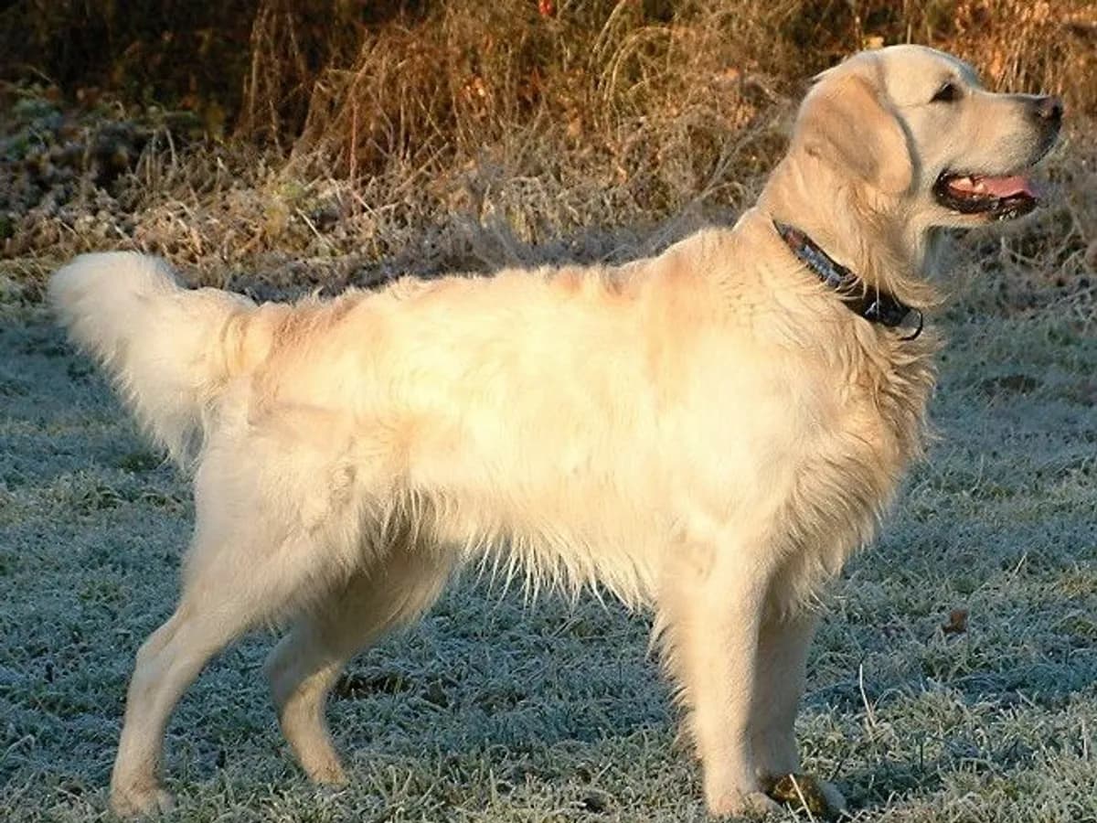 Golden Retriever