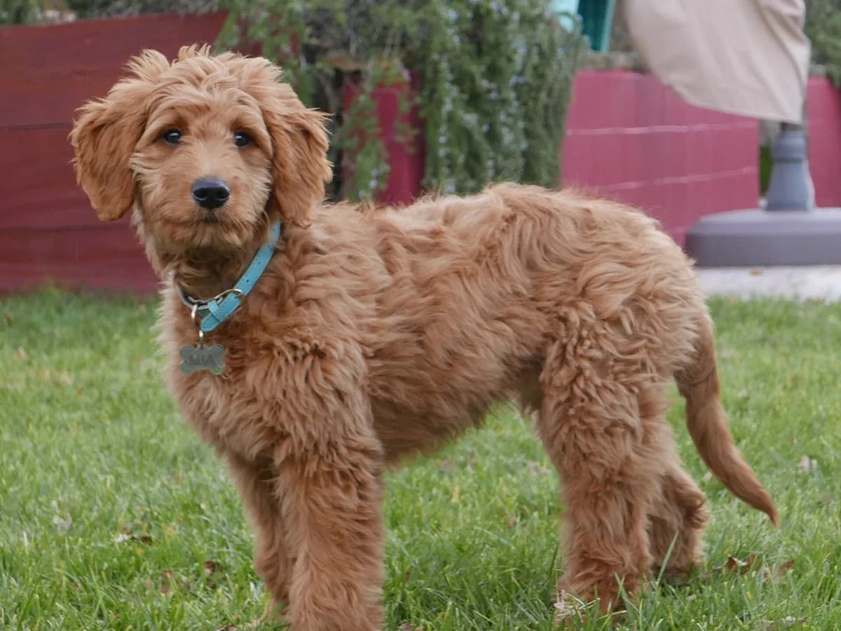 Goldendoodle