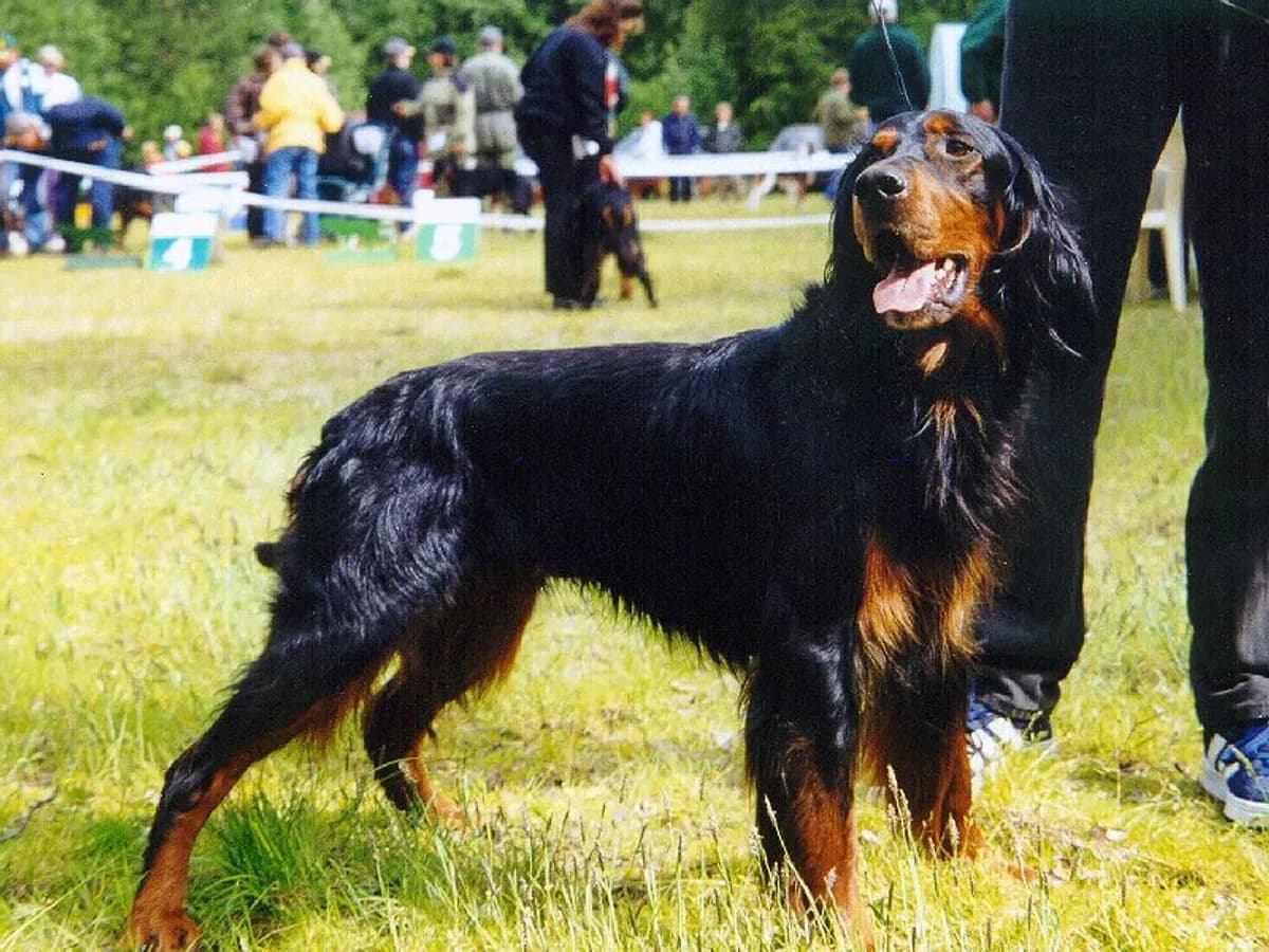 Gordon Setter