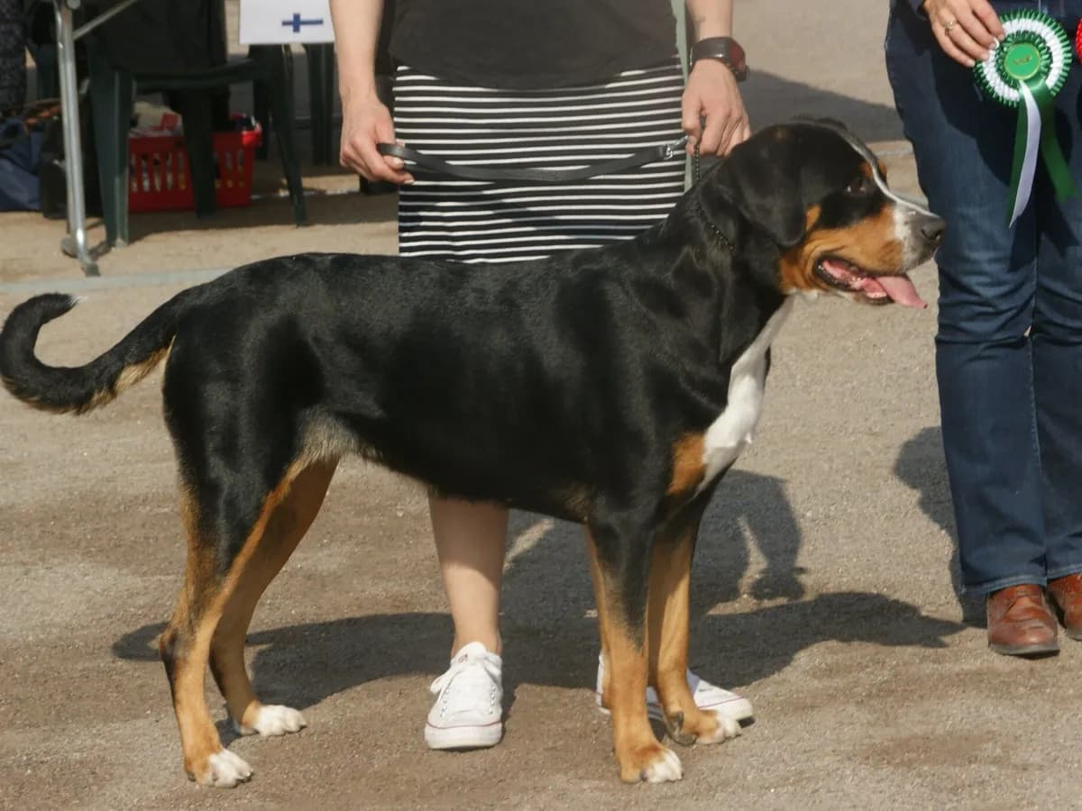 Greater Swiss Mountain Dog