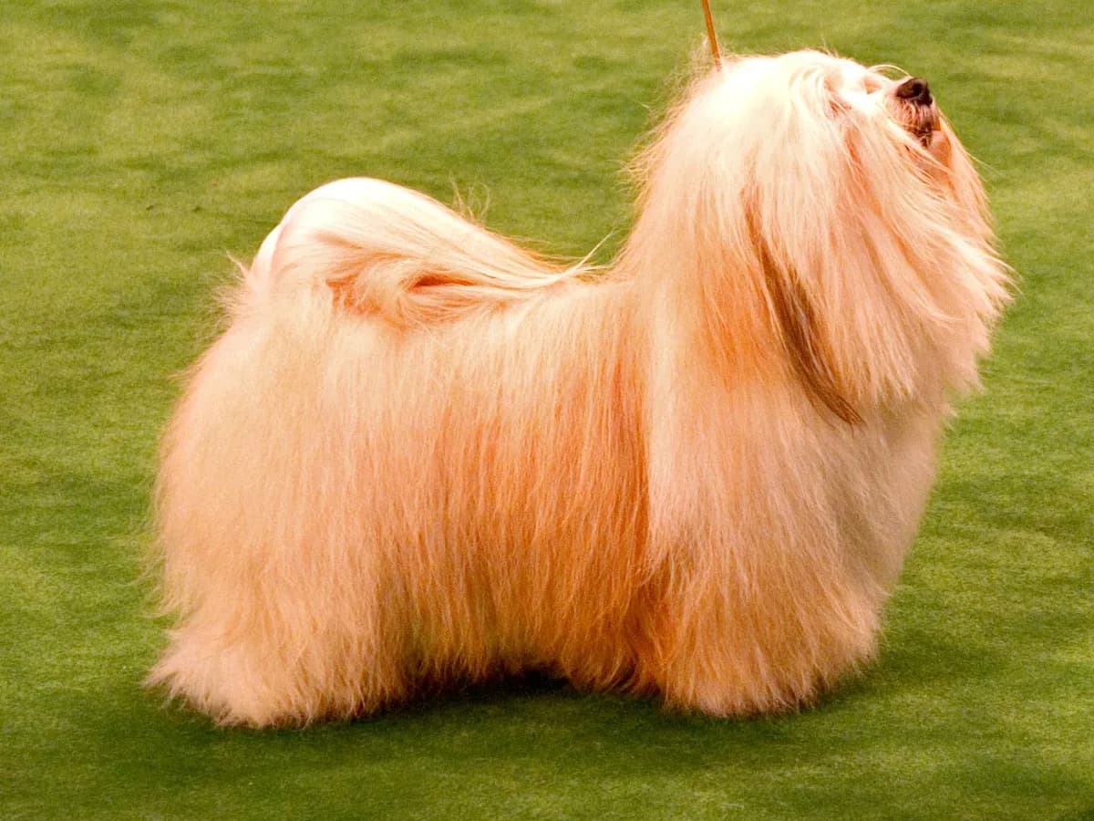 Havanese