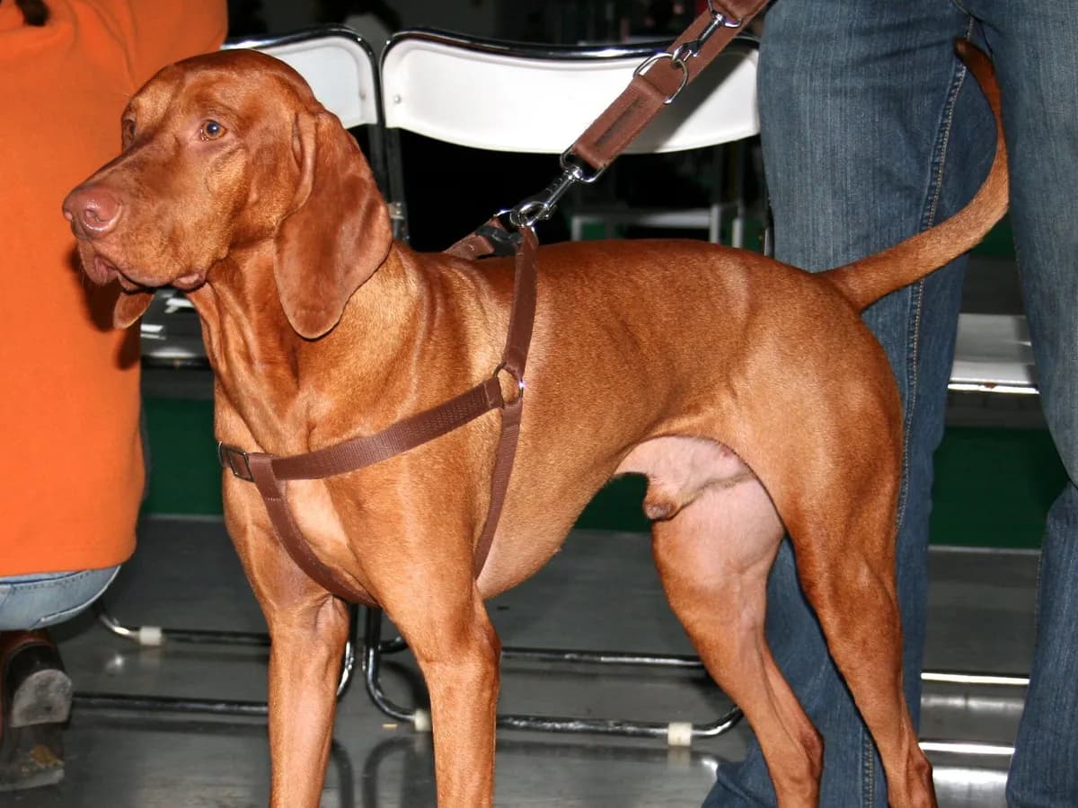 Hungarian Vizsla