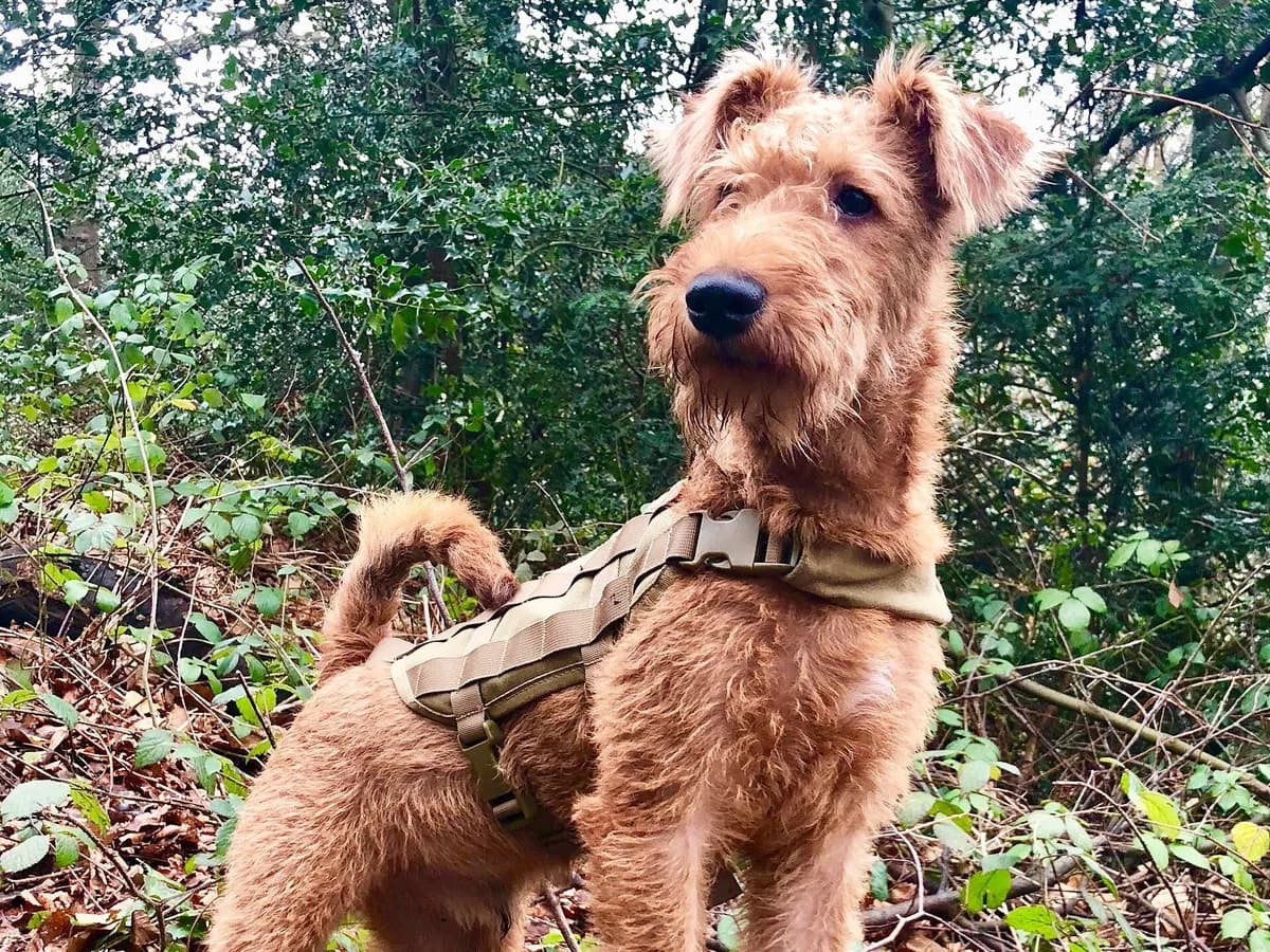 Irish Terrier