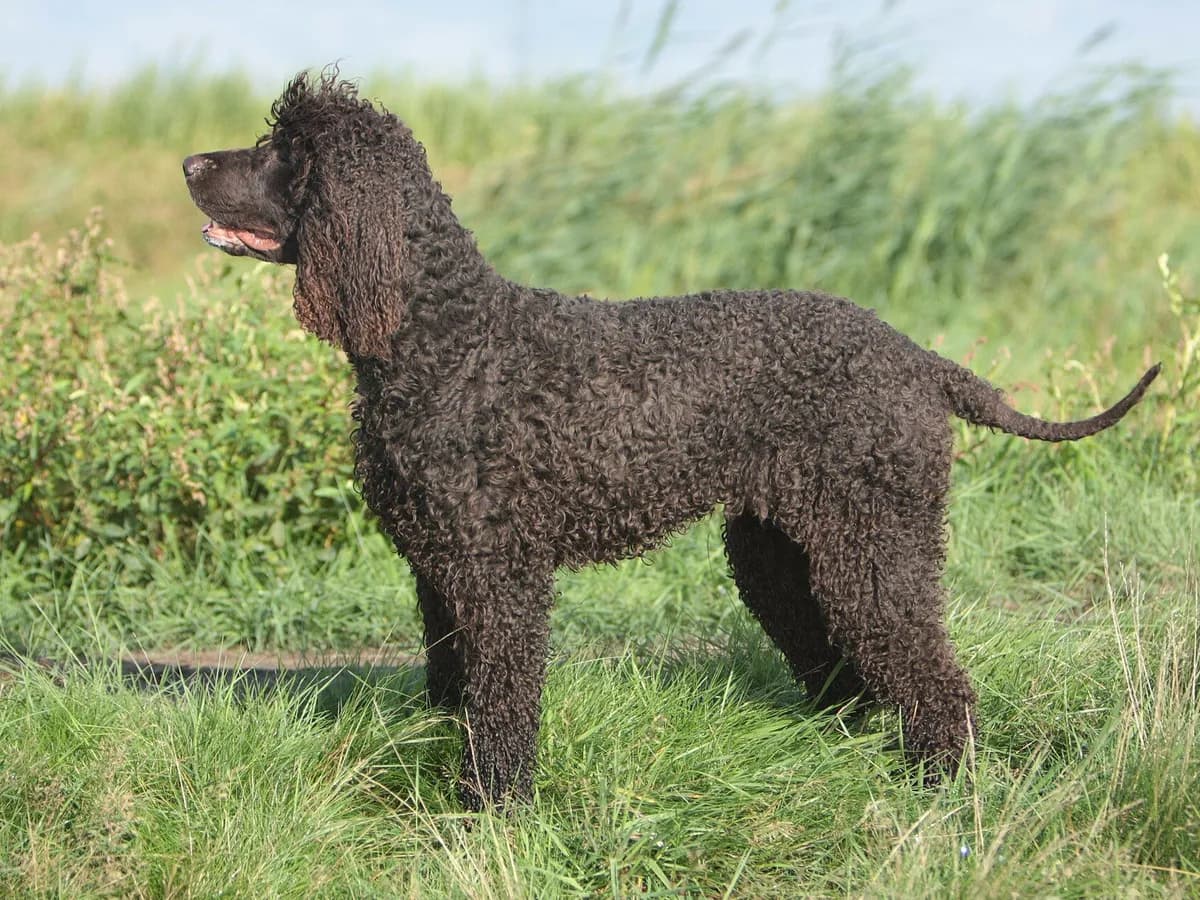 Irish Water Spaniel