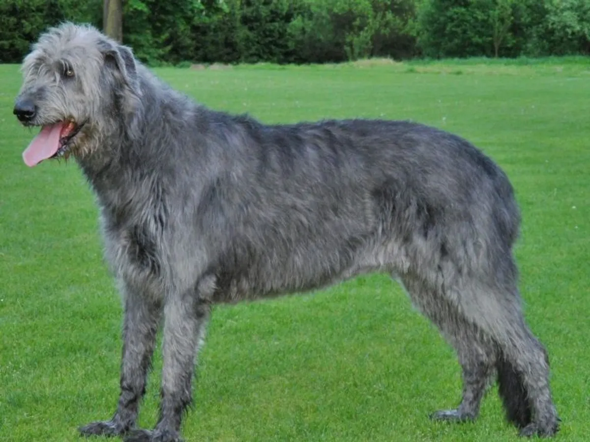 Irish Wolfhound