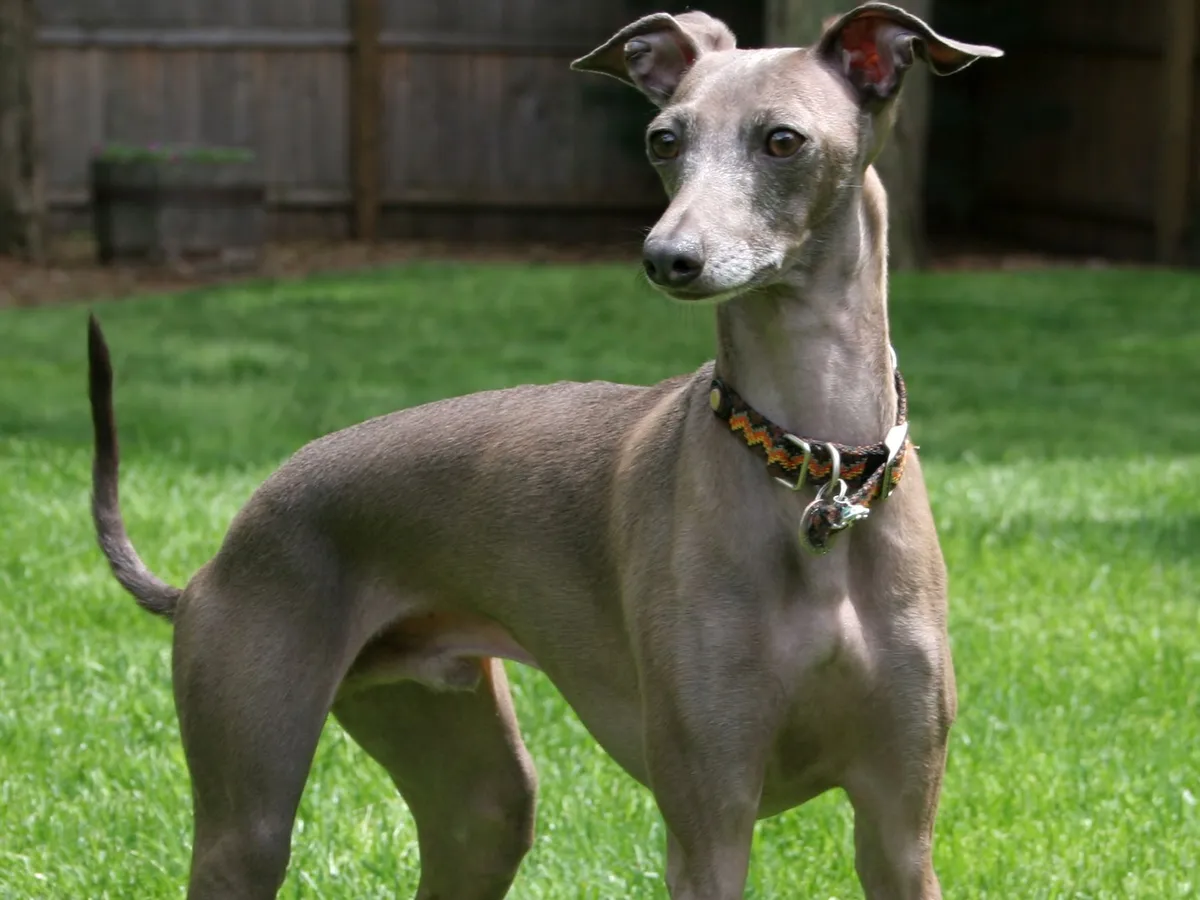 Italian Greyhound