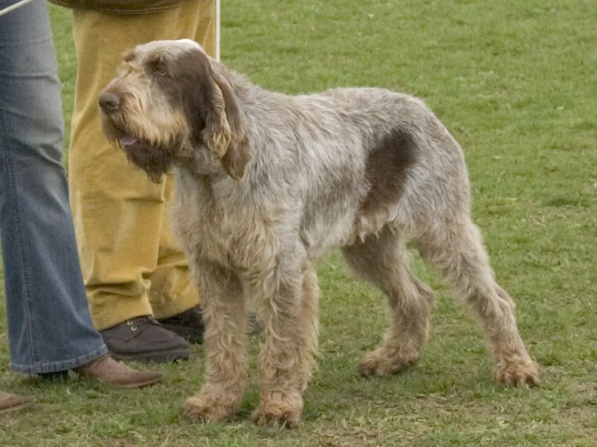 Italian Spinone