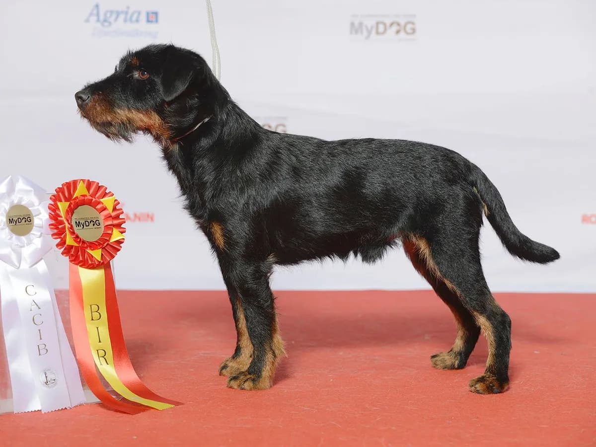 Jagdterrier