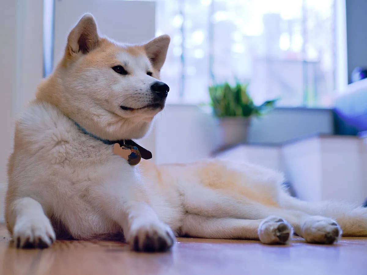 Japanese Akita Inu