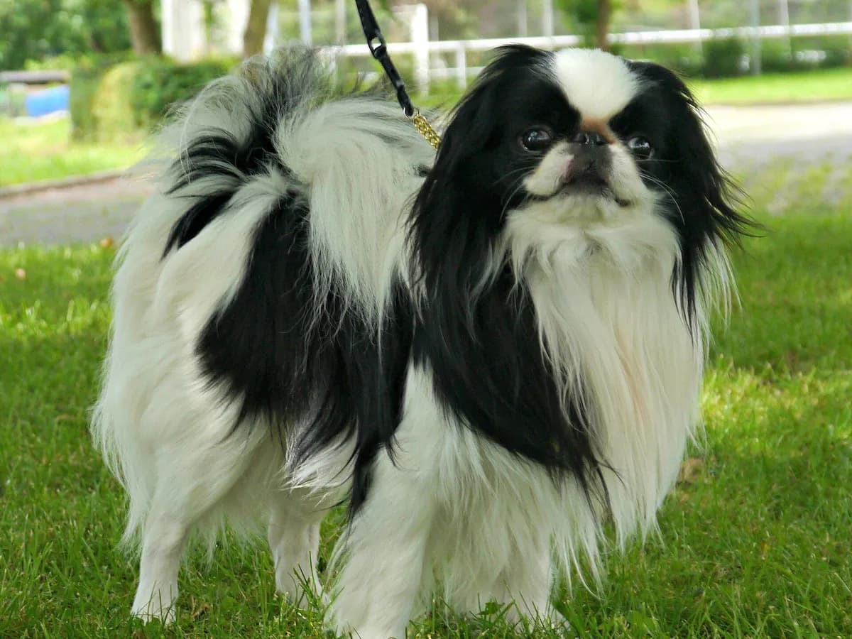 Japanese Chin