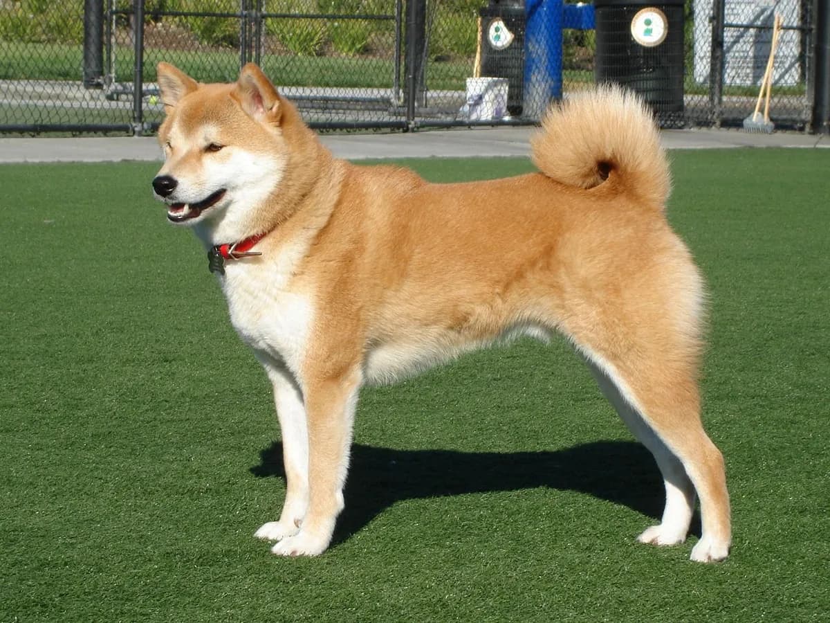 Japanese Shiba Inu