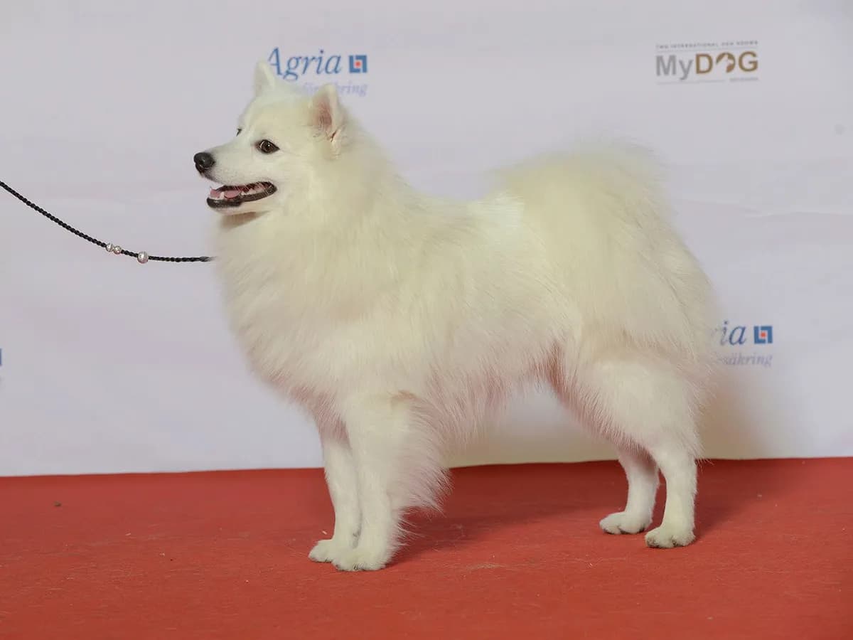 Japanese Spitz