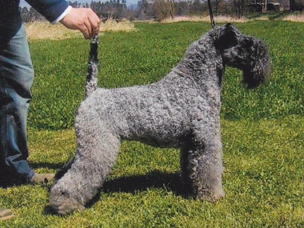 Kerry Blue Terrier