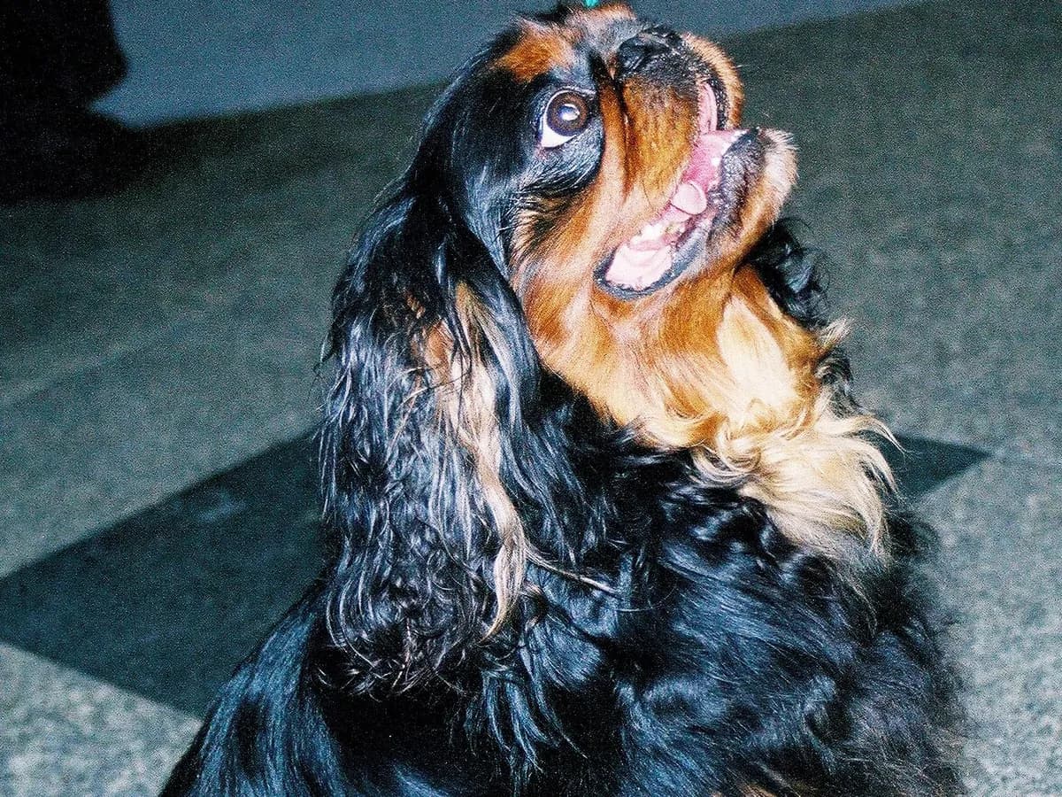 King Charles Spaniel
