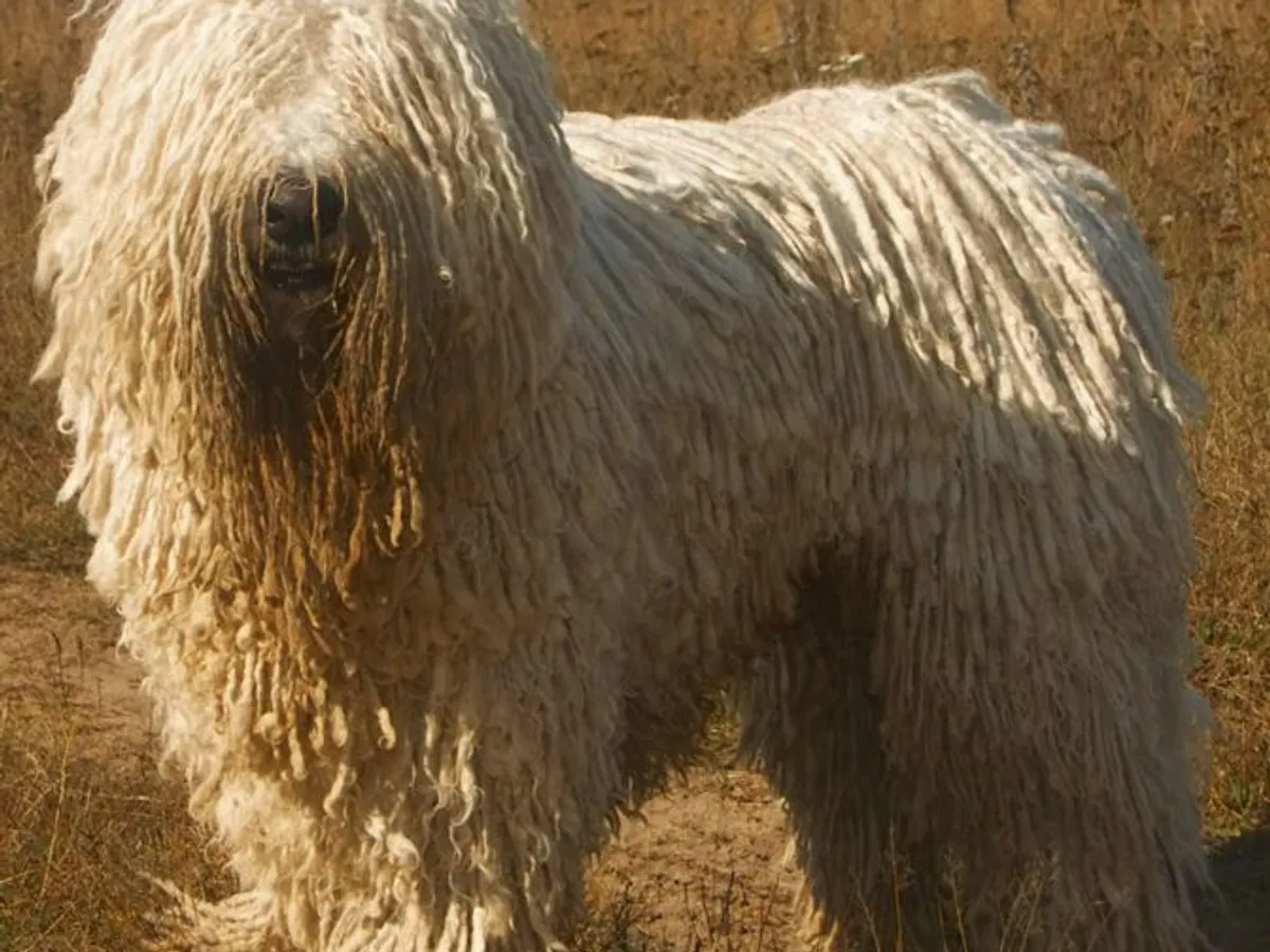 Komondor
