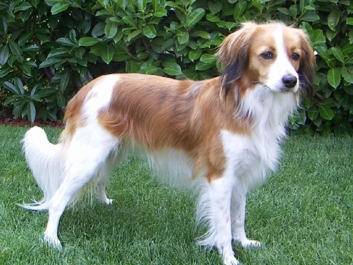 Kooikerhondje