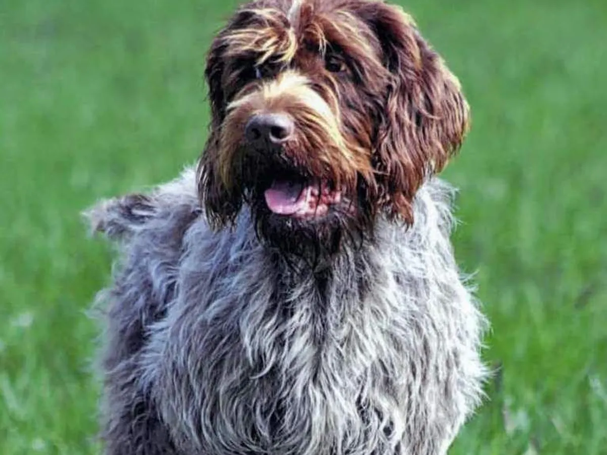 Korthals Griffon
