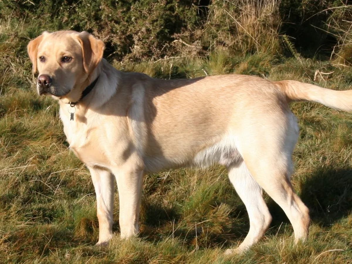 Labrador Retriever