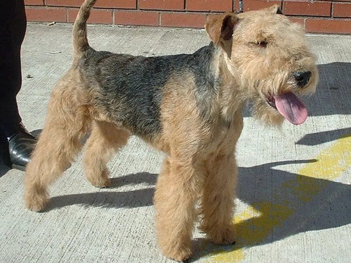 Lakeland Terrier