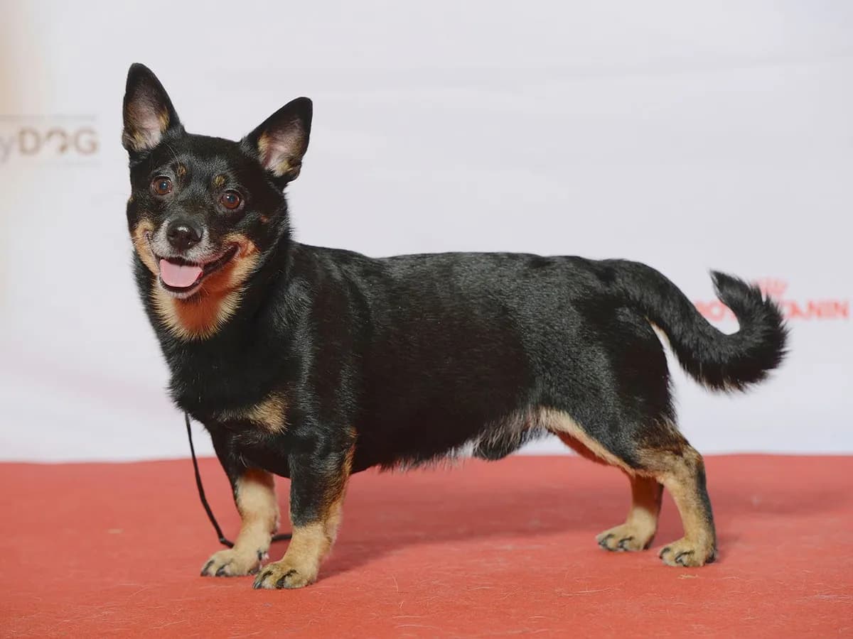 Lancashire Heeler
