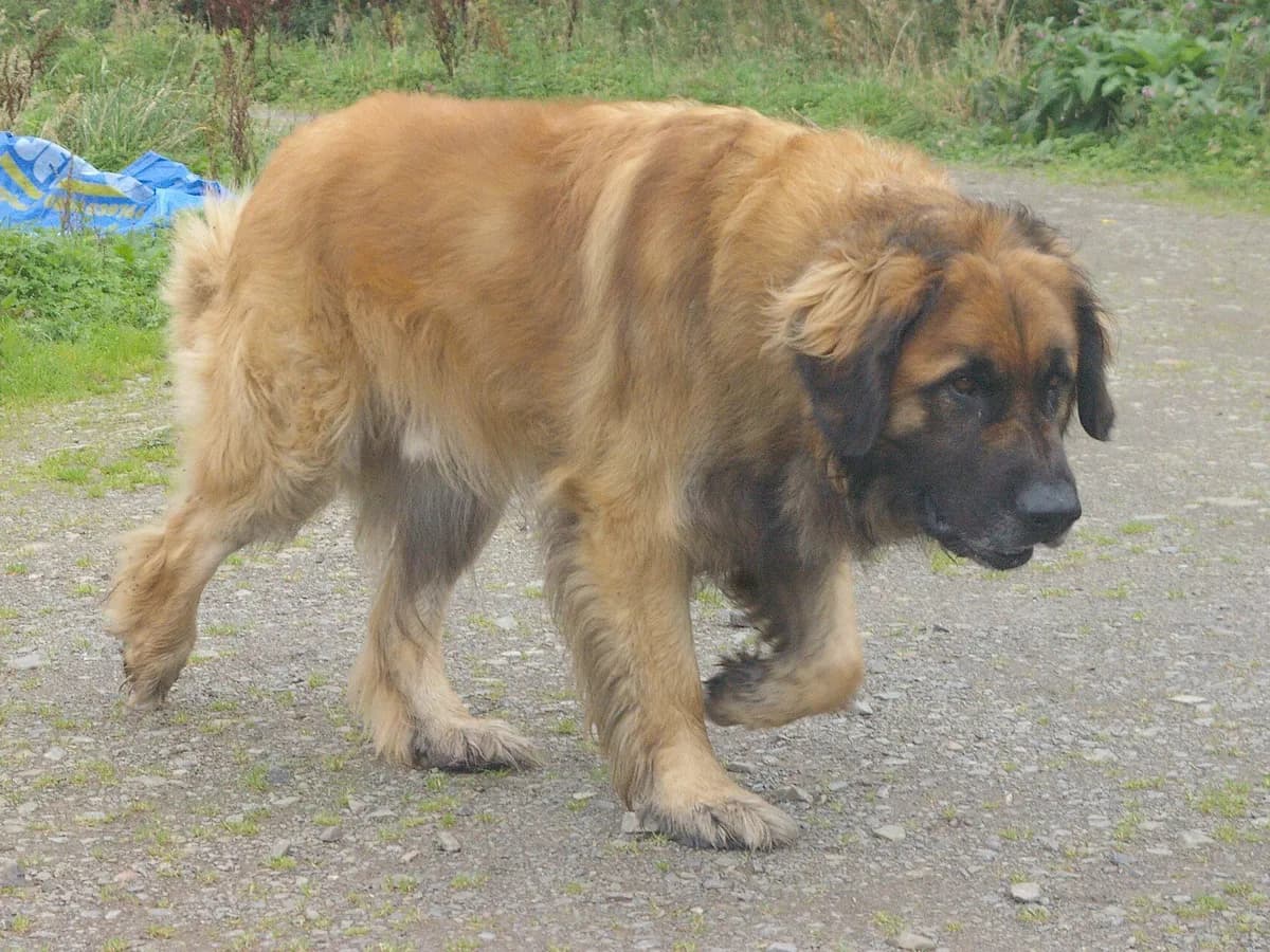 Leonberger