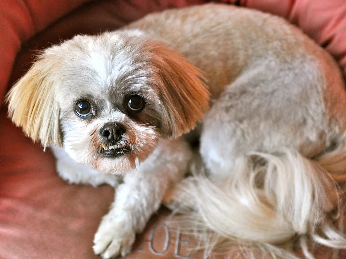 Lhasa Apso