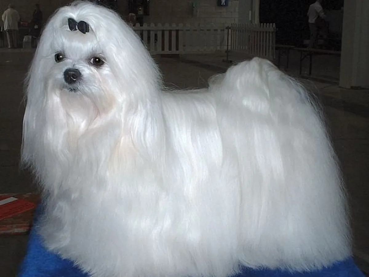 Maltese