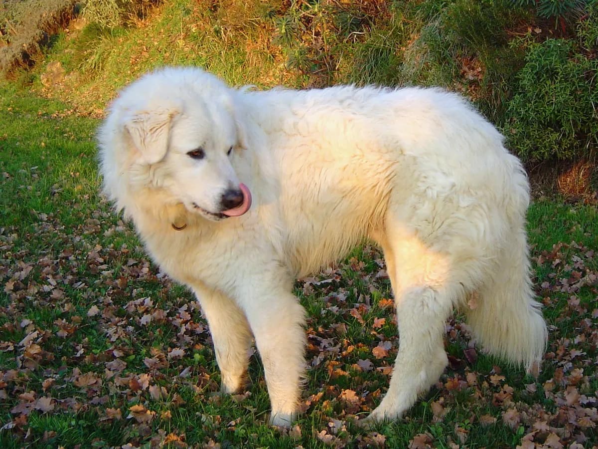 Maremma Sheepdog