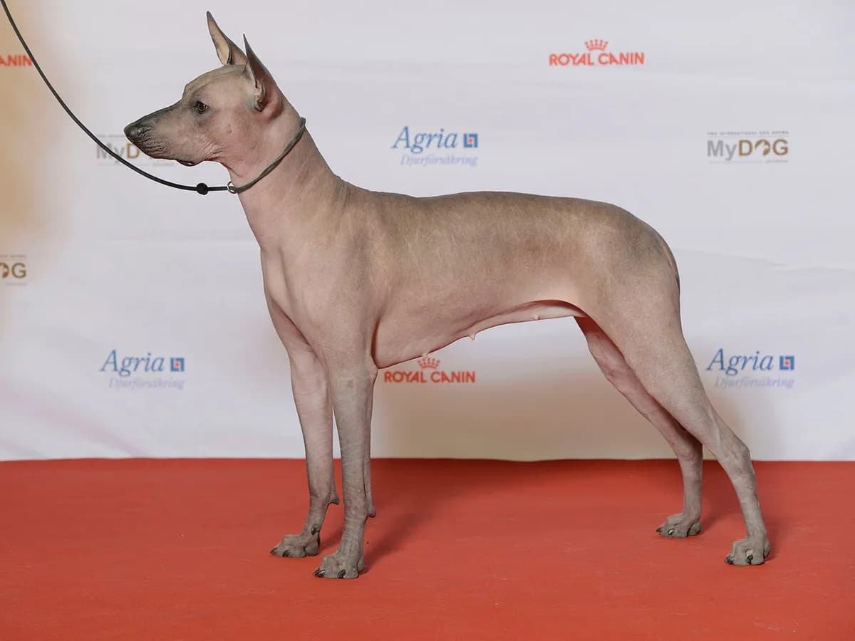 Mexican Hairless
